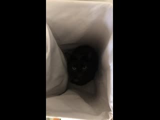 He is purring so loudly