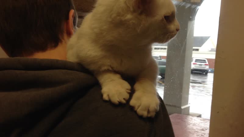 Went to adopt a cat, i think we were chosen instead