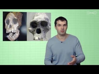 Недостающее звено александр соколов мифы об эволюции человека