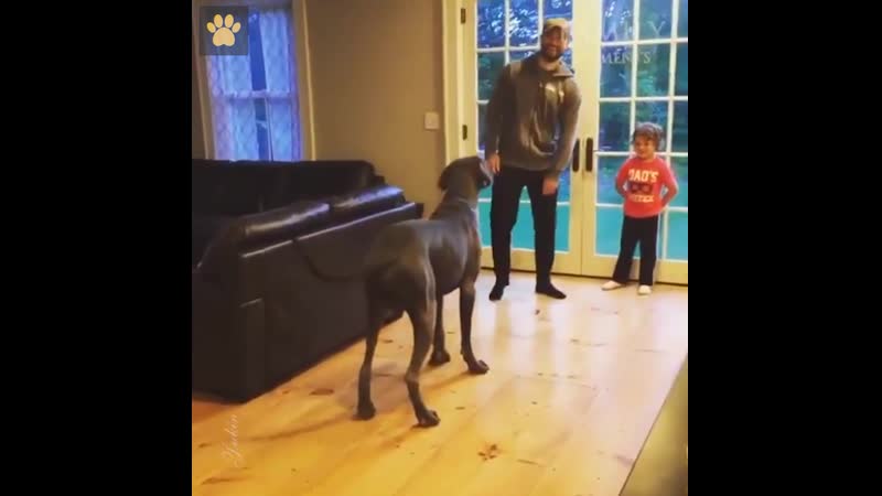 Немецкий дог тренируется с хозяином