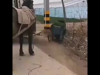 Best animals1 20200704 22 mp4