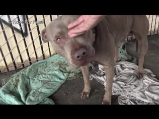 Two pit bulls tied with chains and locks abandoned under the freeway
