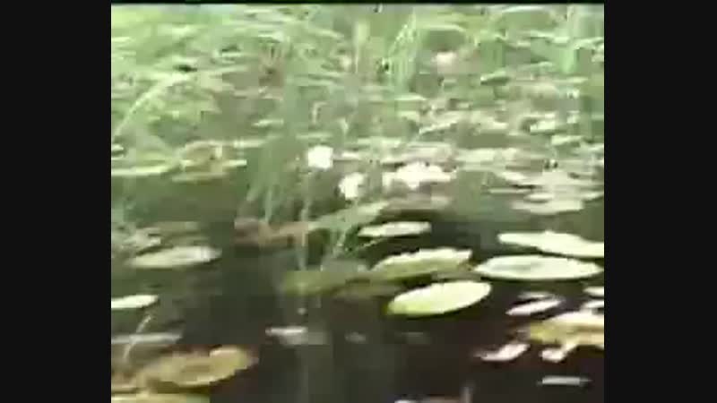 Negative jonne aaron documentary (part 3)