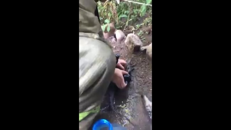 В выборге пожарные спасли из горящей квартиры и откачали 4 кошек