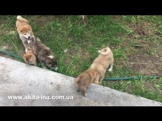 Akita inu and shiba inu puppy