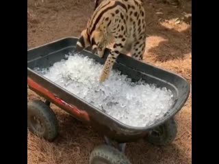 Жаркие деньки