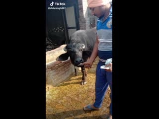 Корова помогает считать деньги лучший прикол года смешное видео ржака до слез мега ржач развод приколы интересное ужас шок юмор