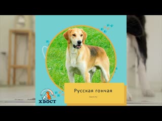 Русская гончая