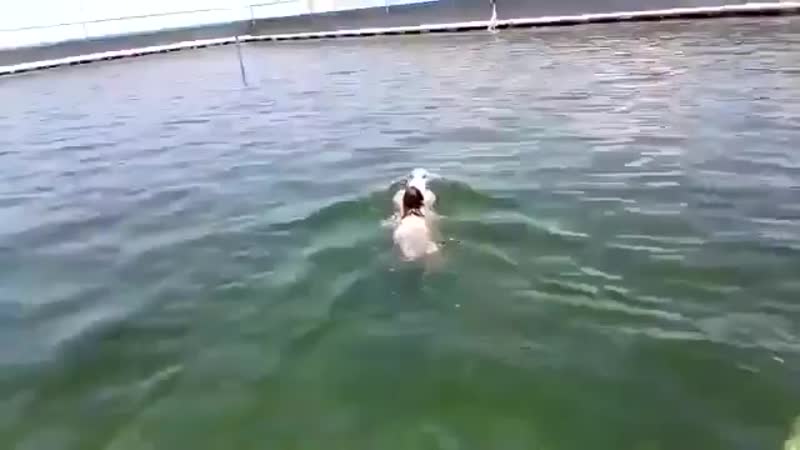 Девочка плавает с дельфином