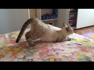 Кошке секса не хватает 😂😂😂