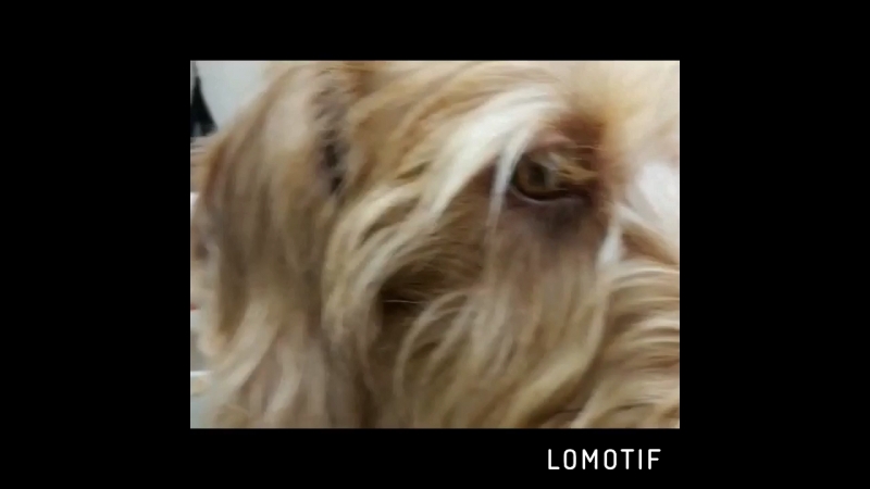 Любите ли вы такс так как любим их мы?!💞🐾 на видео щенок кузенька с нереальными ресничками грумер коновалова елена✂️