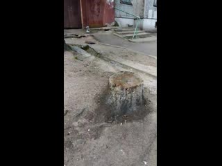 Vid 20200425 090327 mp4