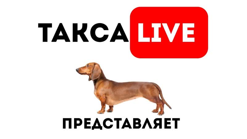 Питомник я такса 🔴day 27 щенки таксы онлайн 🔴 dachshund puppies online