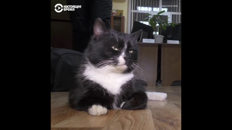 В ульяновске спасли кота, которого выбросили в пакете