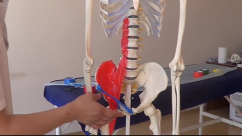 Практическое видеоруководство по диагностике и лечению таза (1 16) часть 10