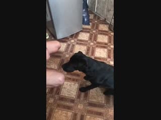 Ребекка ромейн белла (чейни чайм и джетта блэк), 9 мес