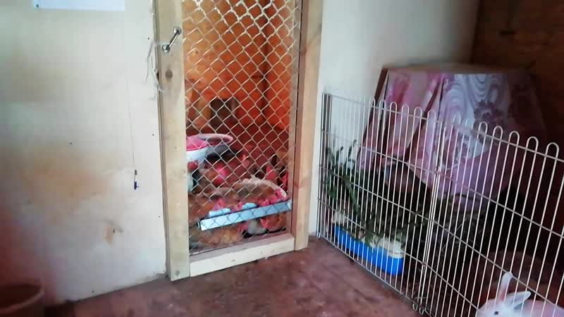 Курочки и кролики