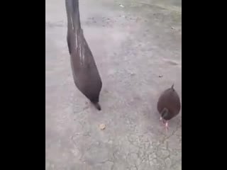 A great argus pheasant trying to attract a female is she interested source internet