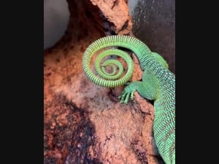 The satisfying swirl of this green tree monitors tail