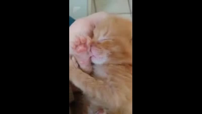 Котёнок сосёт "пальчик"