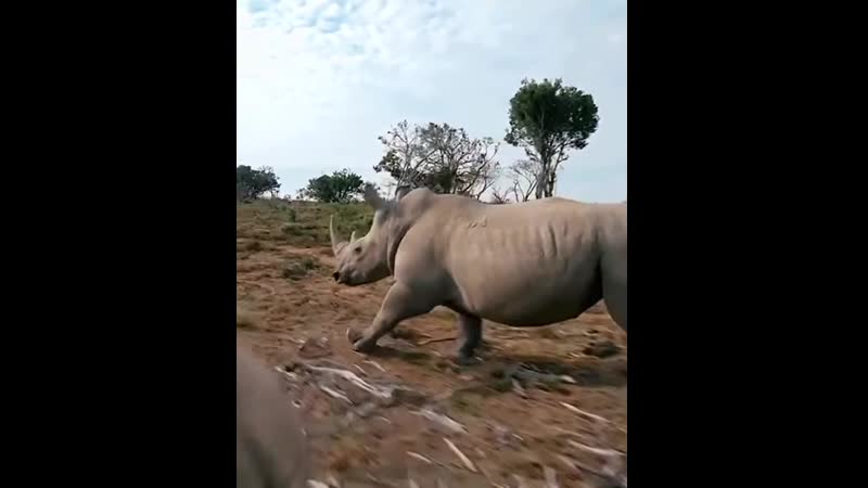 Красивая съемка носорогов камерой установленной на дроне