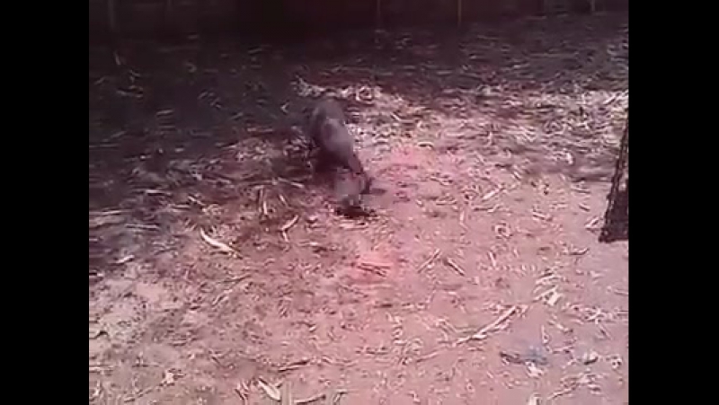 Кабан без клыков против пита (wild boar with no fangs vs pit bull)