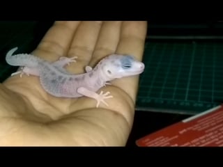 Эублефар snow white blond (super snow white)