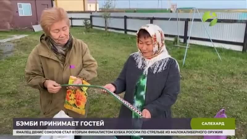 Неравнодушные ямальцы принимают активное участие в судьбе оленёнка бемби напомним, это оленёнок, которого спасли мои коллеги н