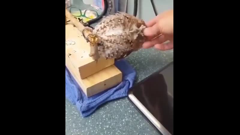 Hе rеally likеs that