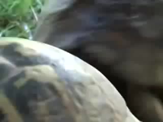 Черепаший секс