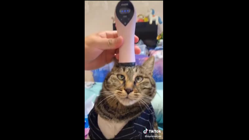 Ceкpeт porn video – Кiт кайфует