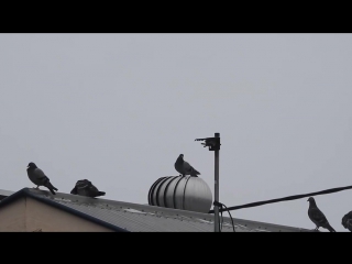 #годный видос курлык курлык епта