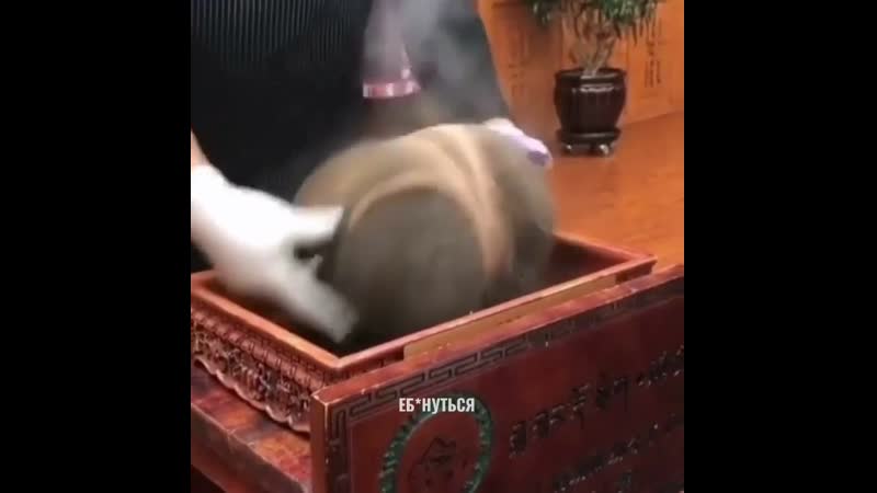 Яйца дембеля