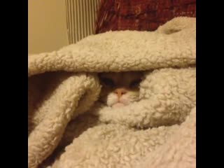 Cat politely declines being removed from blanket pile