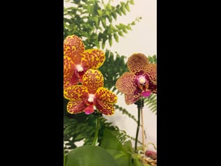 🌼 mcl160 p mituo diamond ‘578 10’ 🌼 phal salu peoker