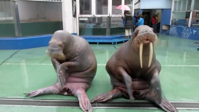 Моржи под ppap