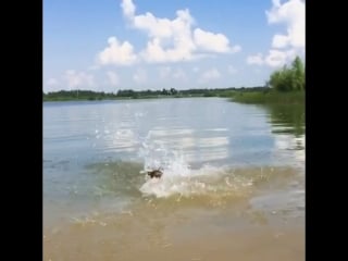 Вейк пёс ириска любит купаться 🐾😜💦☀️