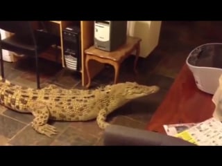 Кормление крупного крокодила на кухне