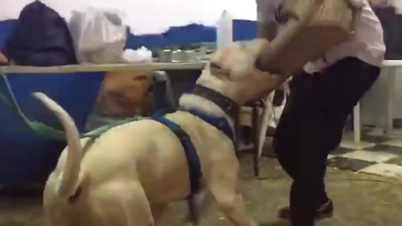 Dogo argentino porn horse and bites man 2016 [#аргентинскийдог]