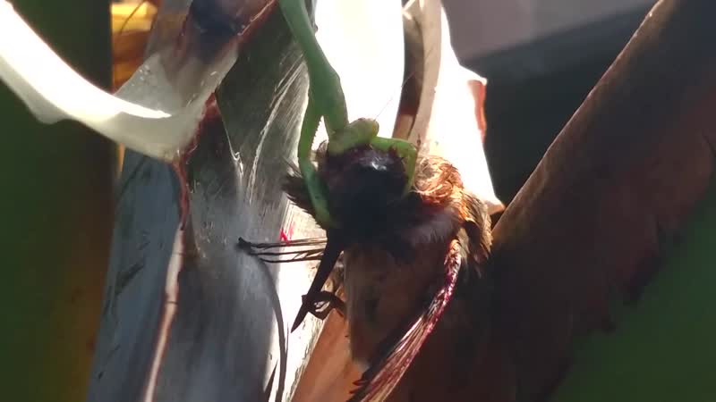 Богомол ест колибри