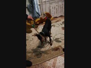 Vid 20190220 105127 mp4