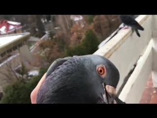 Голуби зашли не в тот дом vhs video vhs video196