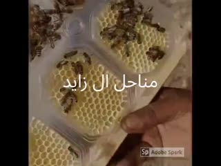 Видео от zayed honey