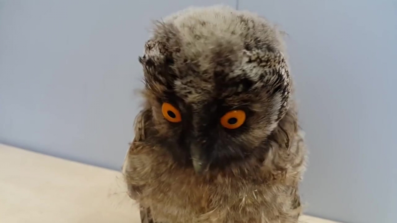 Совёнок ушастой совы screech owlet