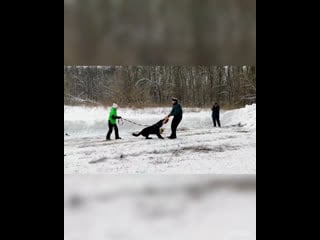 Hunter vom olster hof 🖤 активно лючается в работу, второй тренинг у парня 😎