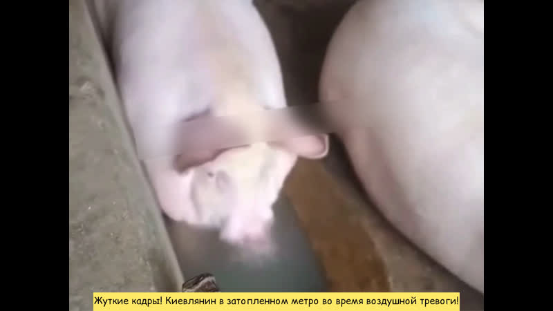 Жуткие кадры! киевлянин в затопленном метро во время воздушной тревоги!