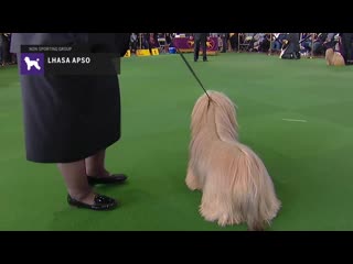 Лхаса апсо lhasa apsos breed judging 2019