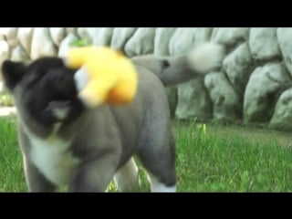 Копия видео продаётся девочка trupers stars luxury lady ( роскошная леди) 2 ме