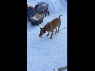 Live тёплая лапа ирбиса