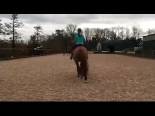 Lesson with carl hester half pass
